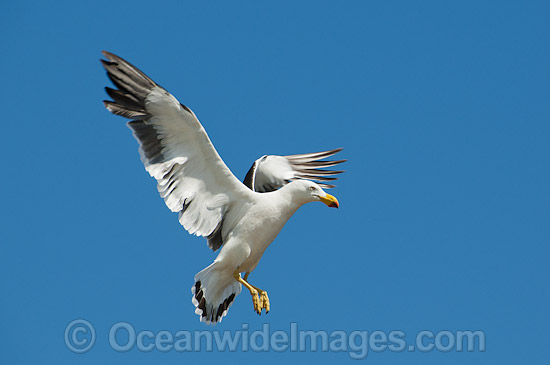Pacific Gull in flight photo