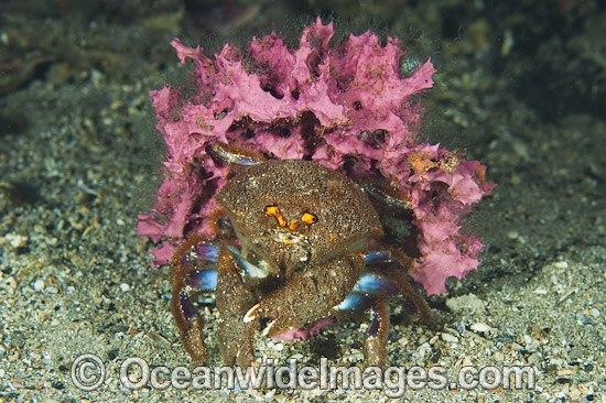 Sponge Crab Cryptodromia octodetata photo Sponge Crab Cryptodromia octodetata photo