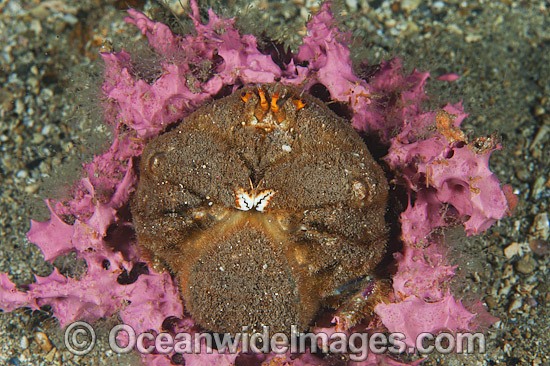 Sponge Crab Cryptodromia octodetata photo