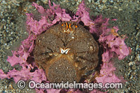 Sponge Crab Cryptodromia octodetata Photo - Gary Bell