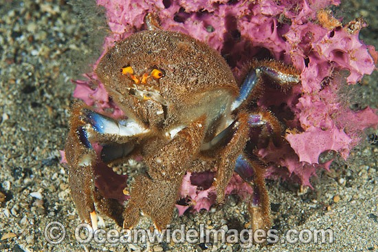 Sponge Crab with sponge cover photo