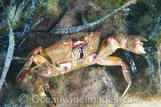 Red Swimmer Crab Nectocarcinus tuberculosus photo