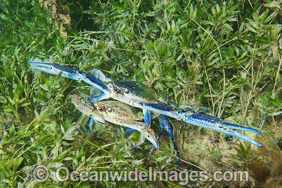 Blue Swimmer Crabs mating photo