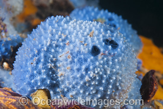 Sea Sponge at Edithburgh Jetty photo Sea Sponge at Edithburgh Jetty photo