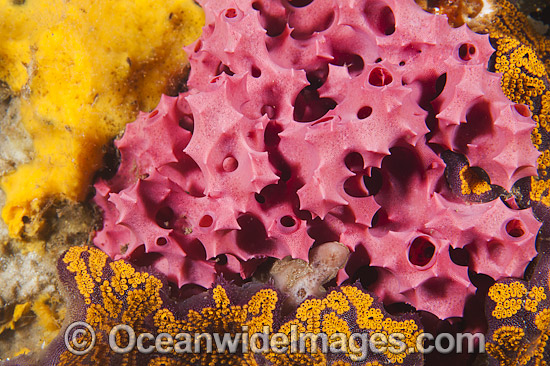 Sea Sponge at Edithburgh photo Sea Sponge at Edithburgh photo