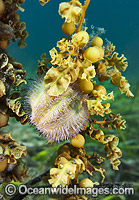 Sea Urchin Amblypneustes pallidus Photo - Gary Bell