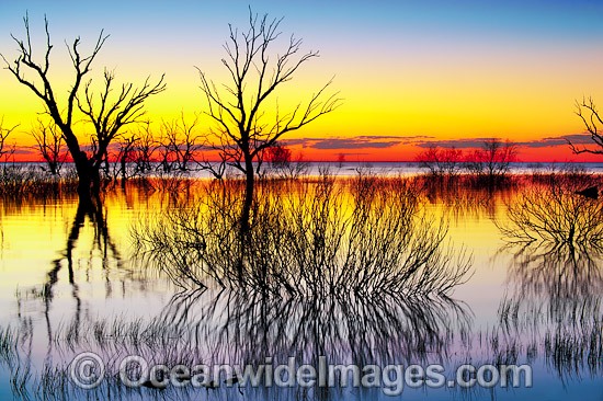 Scenic landscape showing dead River Red Gum Trees (Eucalyptus camaldulensis), silhouetted on Lake Menindee at dawn sunrise. Near Broken Hill, New South Wales, Australia. Photo - Gary Bell