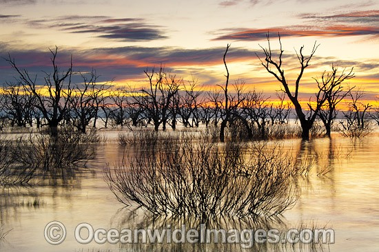 Lake Menindee at dawn sunrise photo