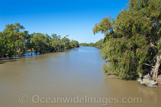 Murray Darling River in flood after heavy northern rains. Photo taken in January 17, 2012 at Menindee, situated in outback New South Wales, Australia. Photo - Gary Bell