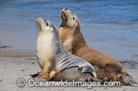 Australian Sea Lion resting on beach Photo - Gary Bell