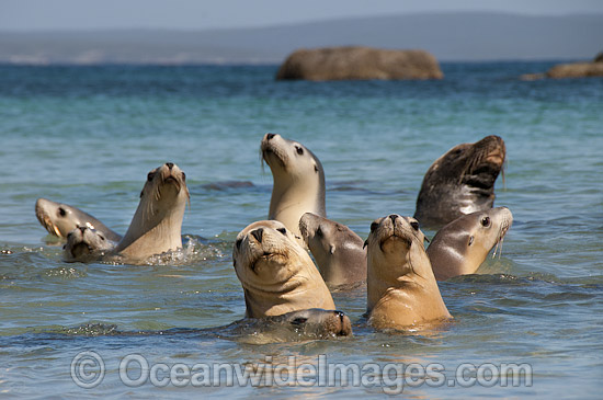 Australian Sea Lion Hopkins Island photo
