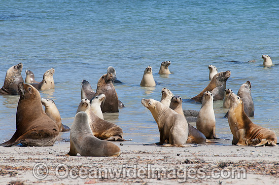 Australian Sea Lion bulls in shallows photo