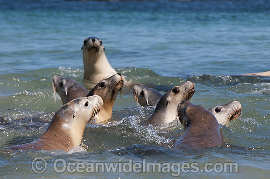 Australian Sea Lions on Hopkins Island photo