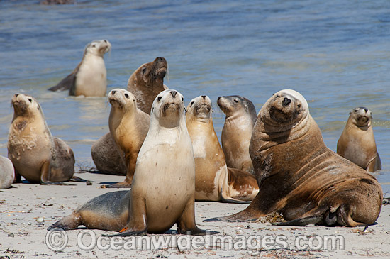 Australian Sea Lion entering sea photo