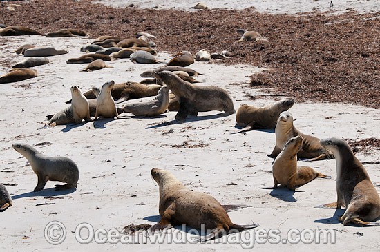 Australian Sea Lion resting on beach photo
