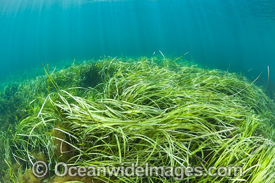 Seagrass (Heterozostera tasmanica). Found in shallow sheltered sea beds on moderately exposed sand in temperate Australian waters. Photo taken at Hopkins Island, off Eyre Peninsula, South Australia, Australia. Photo - Gary Bell