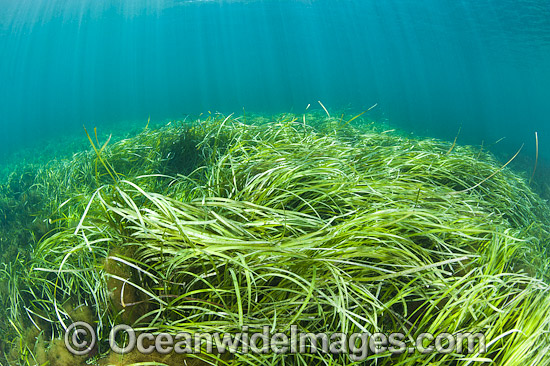 Seagrass (Heterozostera tasmanica). Found in shallow sheltered sea beds on moderately exposed sand in temperate Australian waters. Photo taken at Hopkins Island, off Eyre Peninsula, South Australia, Australia. Photo - Gary Bell Seagrass (Heterozostera tasmanica). Found in shallow sheltered sea beds on moderately exposed sand in temperate Australian waters. Photo taken at Hopkins Island, off Eyre Peninsula, South Australia, Australia. Photo - Gary Bell
