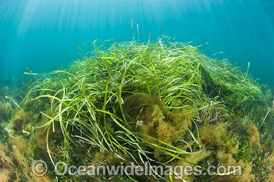 Seagrass (Heterozostera tasmanica). Found in shallow sheltered sea beds on moderately exposed sand in temperate Australian waters. Photo taken at Hopkins Island, off Eyre Peninsula, South Australia, Australia. Photo - Gary Bell