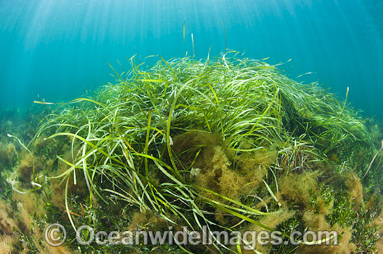 Seagrass (Heterozostera tasmanica). Found in shallow sheltered sea beds on moderately exposed sand in temperate Australian waters. Photo taken at Hopkins Island, off Eyre Peninsula, South Australia, Australia. Photo - Gary Bell Seagrass (Heterozostera tasmanica). Found in shallow sheltered sea beds on moderately exposed sand in temperate Australian waters. Photo taken at Hopkins Island, off Eyre Peninsula, South Australia, Australia. Photo - Gary Bell