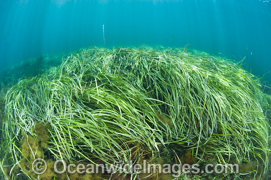 Seagrass (Heterozostera tasmanica). Found in shallow sheltered sea beds on moderately exposed sand in temperate Australian waters. Photo taken at Hopkins Island, off Eyre Peninsula, South Australia, Australia. Photo - Gary Bell Seagrass (Heterozostera tasmanica). Found in shallow sheltered sea beds on moderately exposed sand in temperate Australian waters. Photo taken at Hopkins Island, off Eyre Peninsula, South Australia, Australia. Photo - Gary Bell