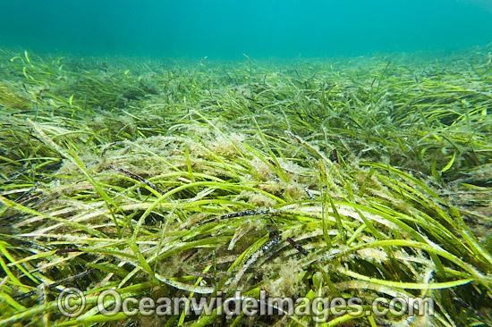 Seagrass (Heterozostera tasmanica). Found in shallow sheltered sea beds on moderately exposed sand in temperate Australian waters. Photo taken at Edithburgh, York Peninsula, South Australia, Australia. Photo - Gary Bell