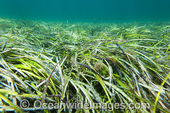 Seagrass (Heterozostera tasmanica). Found in shallow sheltered sea beds on moderately exposed sand in temperate Australian waters. Photo taken at Edithburgh, York Peninsula, South Australia, Australia. Photo - Gary Bell Seagrass (Heterozostera tasmanica). Found in shallow sheltered sea beds on moderately exposed sand in temperate Australian waters. Photo taken at Edithburgh, York Peninsula, South Australia, Australia. Photo - Gary Bell