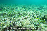 Sea Fungi in Seagrass Photo - Gary Bell