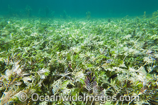 Seagrass Hopkins Island photo