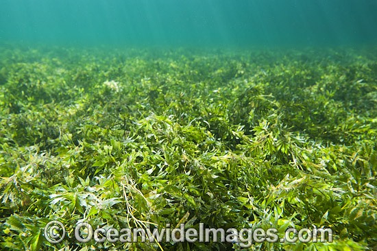 Seagrass (Amphibolis antarctica). Found in shallow sheltered sea beds on moderately exposed sand in temperate Australian waters. Photo taken at Edithburgh, York Peninsula, South Australia, Australia. Photo - Gary Bell