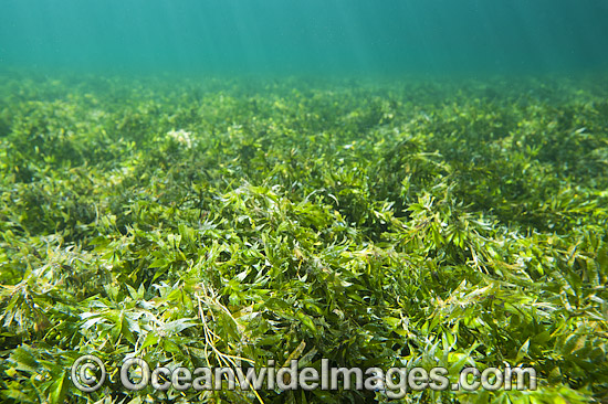 Seagrass Hopkins Island photo