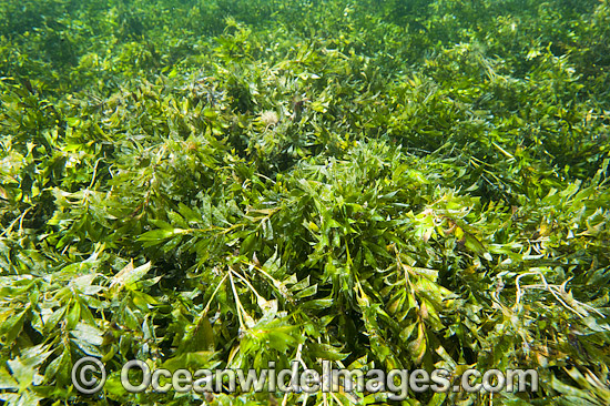 Seagrass Hopkins Island photo