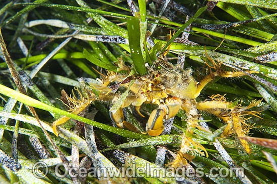 Decorator Crab (Naxia aurita), decorated in sea algae and resting in sea grass. Found throughout temperate Australian waters in shallow reefs and sea grass beds. Photo taken at Edithburgh, York Peninsula, South Australia, Australia. Photo - Gary Bell