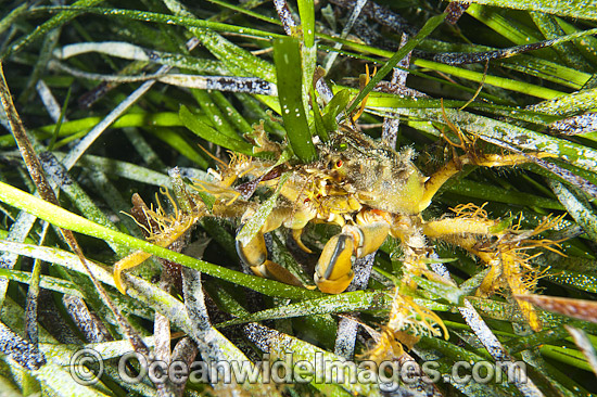 Decorator Crab (Naxia aurita), decorated in sea algae and resting in sea grass. Found throughout temperate Australian waters in shallow reefs and sea grass beds. Photo taken at Edithburgh, York Peninsula, South Australia, Australia. Photo - Gary Bell Decorator Crab (Naxia aurita), decorated in sea algae and resting in sea grass. Found throughout temperate Australian waters in shallow reefs and sea grass beds. Photo taken at Edithburgh, York Peninsula, South Australia, Australia. Photo - Gary Bell