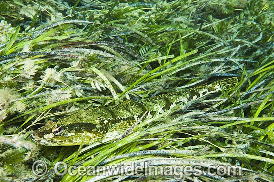 Rock Flathead (Platycephalus laevigatus), resting in Sea Grass (Heterozostera tasmanica). Also known as Grass Flathead. Found throughout temperate Australian waters in shallow reefs and sea grass beds. Edithburgh, York Peninsula, South Australia Photo - Gary Bell