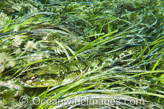 Rock Flathead (Platycephalus laevigatus), resting in Sea Grass (Heterozostera tasmanica). Also known as Grass Flathead. Found throughout temperate Australian waters in shallow reefs and sea grass beds. Edithburgh, York Peninsula, South Australia Photo - Gary Bell Rock Flathead (Platycephalus laevigatus), resting in Sea Grass (Heterozostera tasmanica). Also known as Grass Flathead. Found throughout temperate Australian waters in shallow reefs and sea grass beds. Edithburgh, York Peninsula, South Australia Photo - Gary Bell