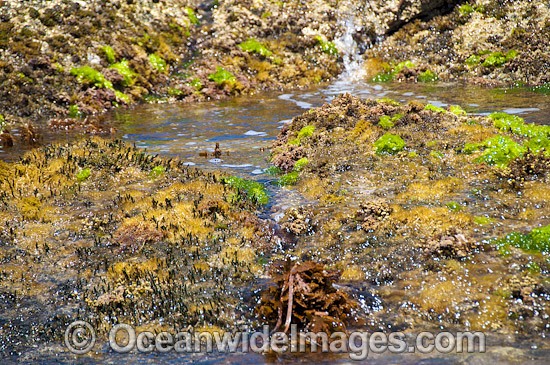 Sea Algae Hopkins Island photo