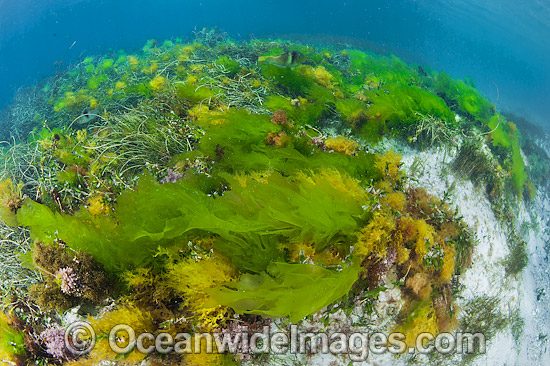Sea Lettuce Ulva australis photo Sea Lettuce Ulva australis photo