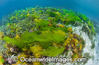 Sea Lettuce Ulva australis Photo - Gary Bell