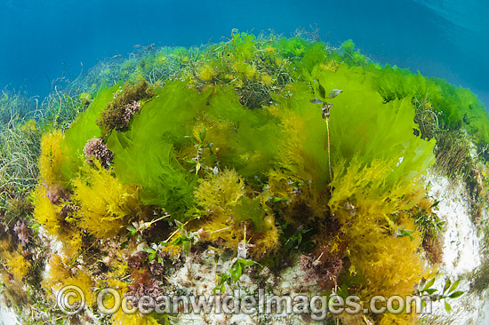 Sea Lettuce Ulva australis photo Sea Lettuce Ulva australis photo