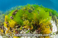 Sea Lettuce Ulva australis Photo - Gary Bell