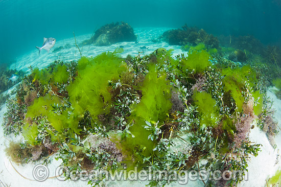 Banded Sweep amongst Sea Lettuce photo Banded Sweep amongst Sea Lettuce photo