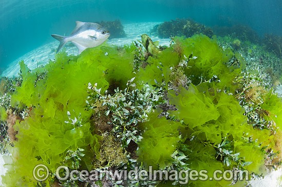 Banded Sweep amongst Sea Lettuce photo