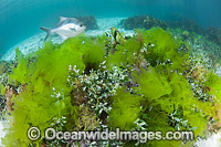 Banded Sweep amongst Sea Lettuce Photo - Gary Bell