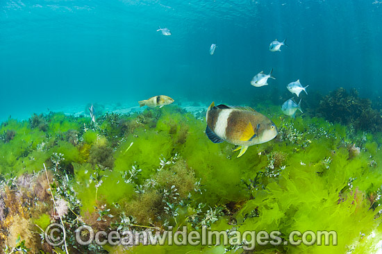 Blue-throated Wrasse and Banded Sweep photo Blue-throated Wrasse and Banded Sweep photo
