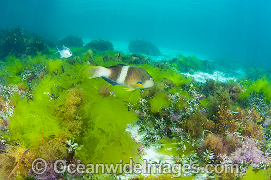 Blue-throated Wrasse and Banded Sweep photo Blue-throated Wrasse and Banded Sweep photo