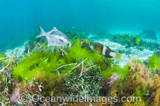 Blue-throated Wrasse and Banded Sweep photo