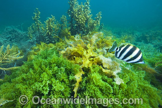 Six-banded Coral Fish amongst Sea Alga photo