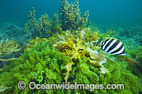 Six-banded Coral Fish amongst Sea Alga Photo - Gary Bell