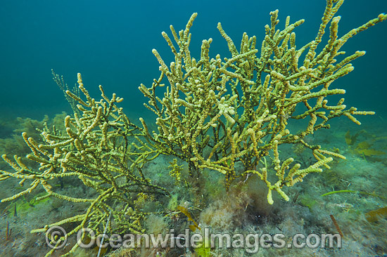 Sea Alga Hopkins Island photo Sea Alga Hopkins Island photo
