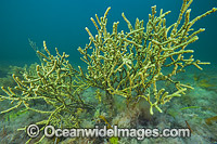 Sea Alga Hopkins Island Photo - Gary Bell